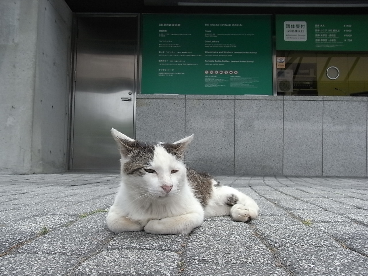 彫刻　ねこちゃん