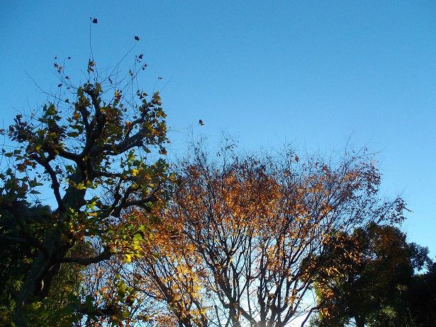 冬の青空