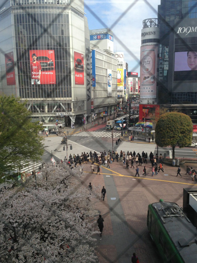 many many miffy 渋谷