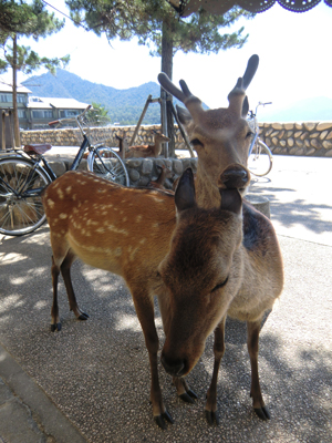 広島の鹿